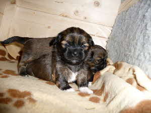Lhasa Apso Welpe 4.1.-2